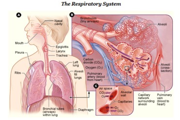 UNIT 1: The Respiratory System
